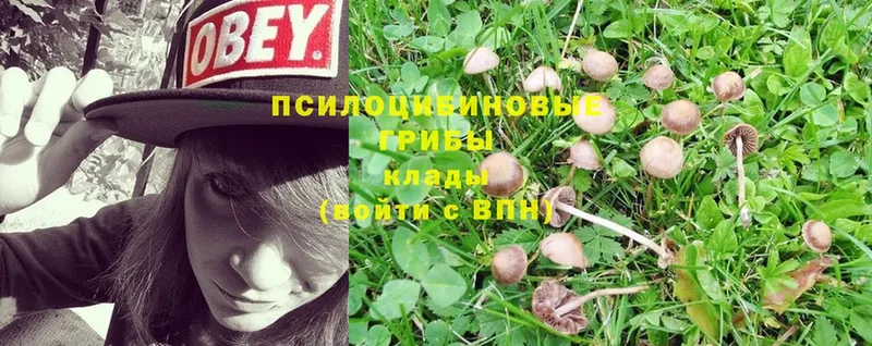 как найти   Арамиль  Псилоцибиновые грибы Magic Shrooms 